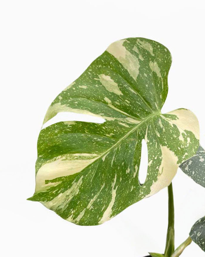 Rare Monstera Thai Constellation Plant