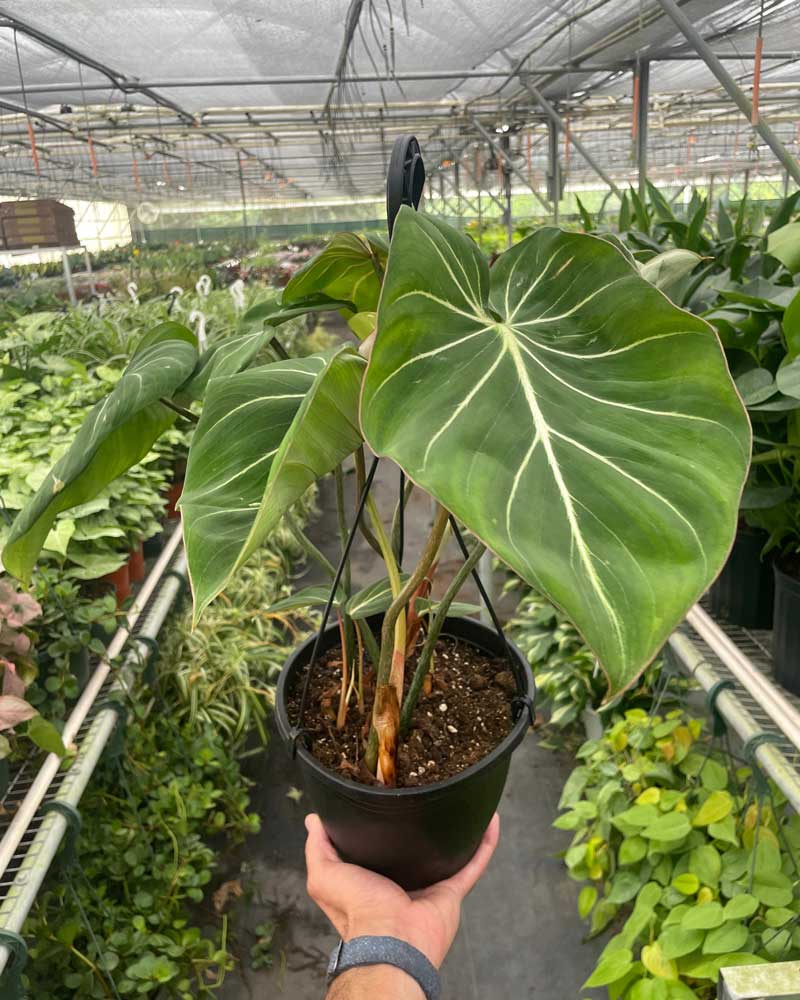 Rare Philodendron Gloriosum