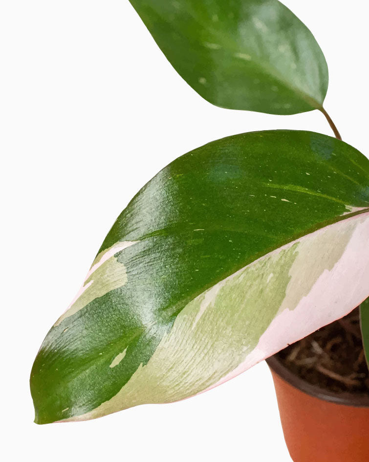 Philodendron Pink Princess Plant