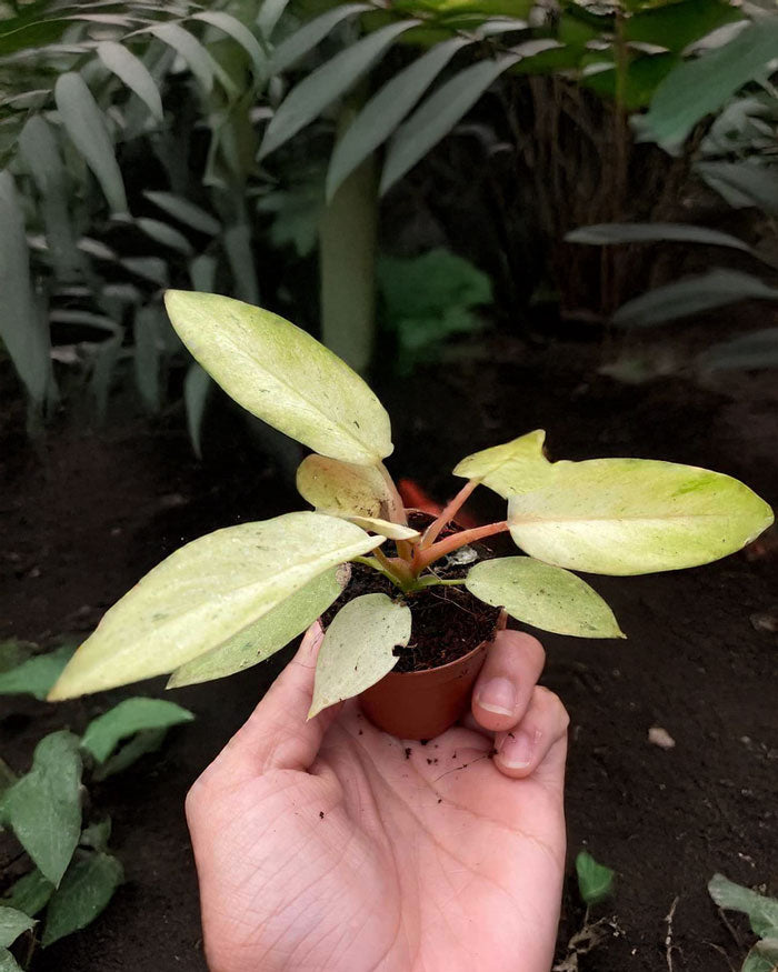 Rare Philodendron Snowdrift