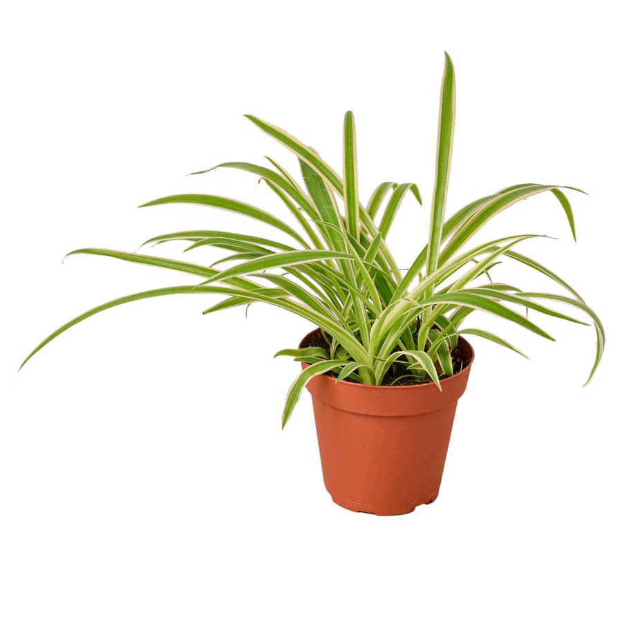 Reverse Spider Plant