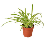 Reverse Spider Plant