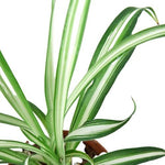 Reverse Spider Plant For Sale