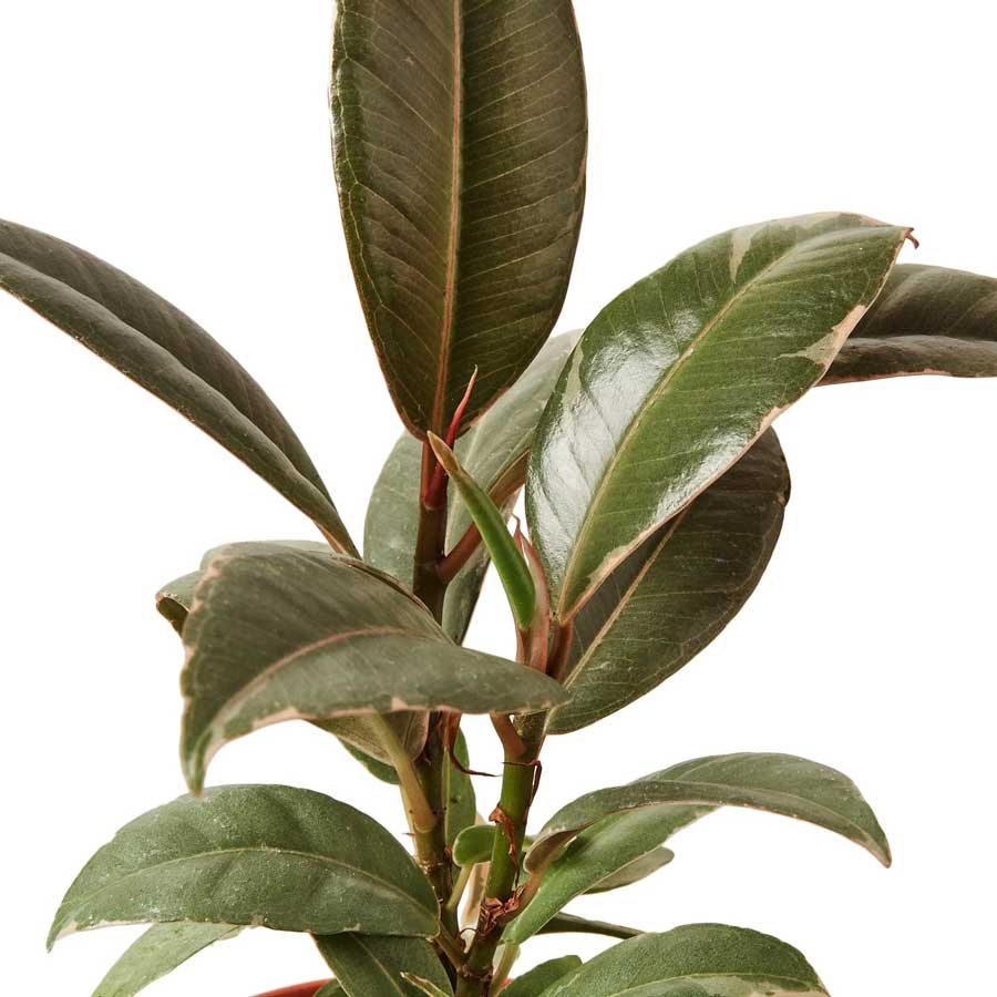 Shop Ficus Elastica Tineke