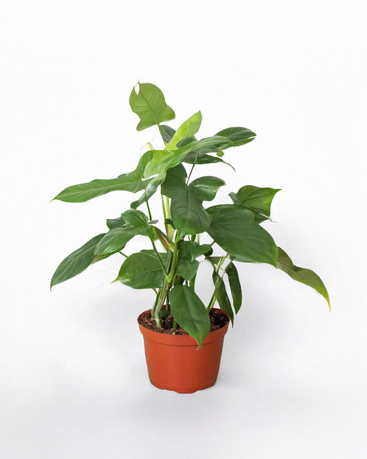 Silver Sword Philodendron