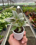 Small Ficus Elastica Tineke