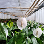 Peace Lily (Spathiphyllum)