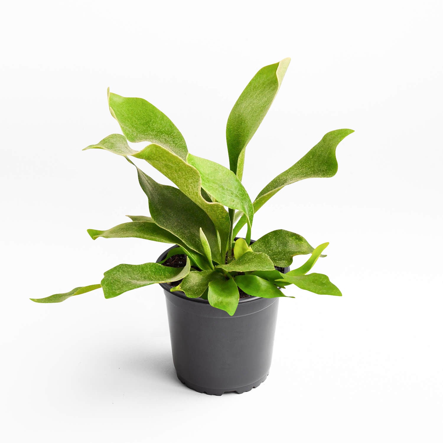 Staghorn Fern