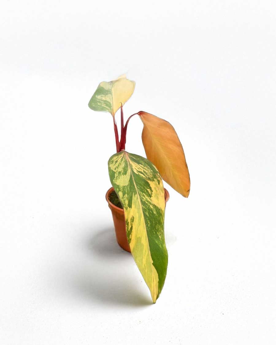 Strawberry Shake Philodendron