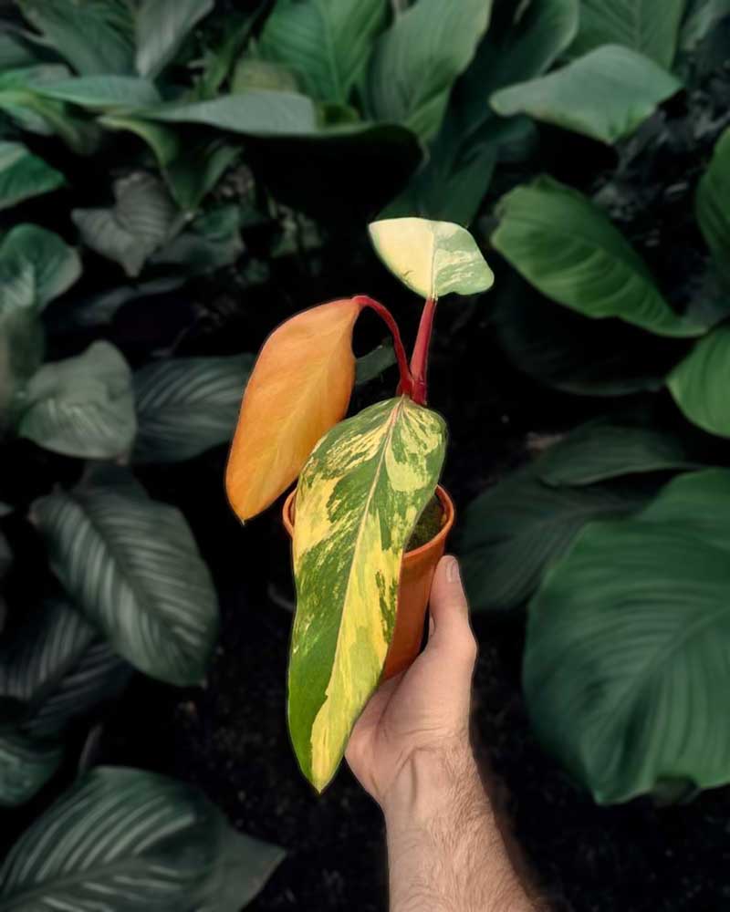 Strawberry Shake Philodendron for Sale