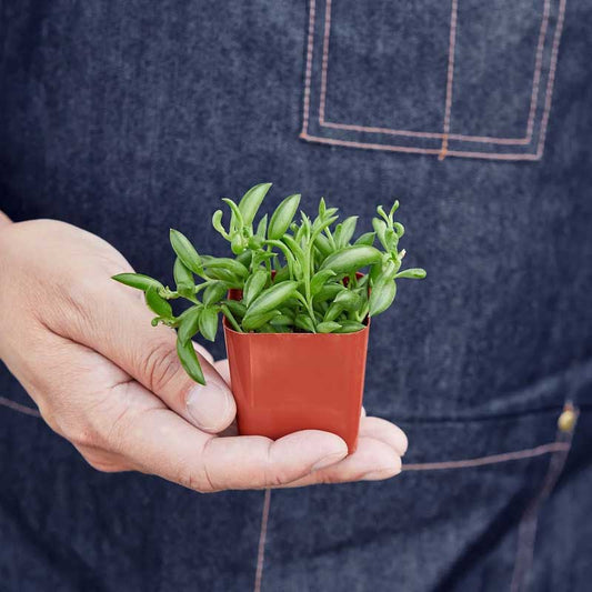 String of Bananas Succulent For Sale