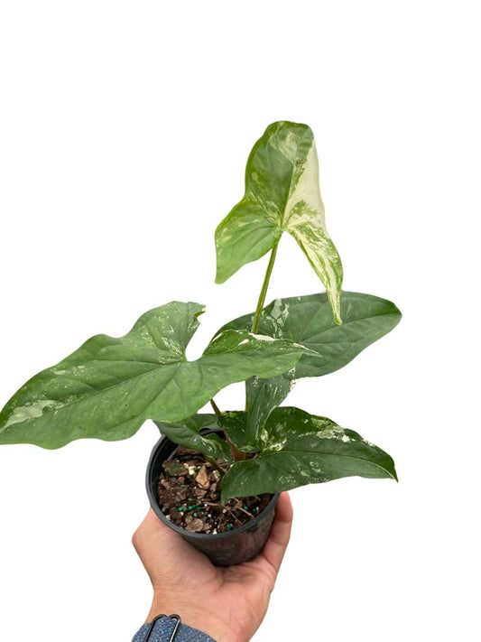 Syngonium Albo Variegata