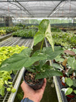 Syngonium Albo Variegata