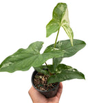 Syngonium Albo Variegata For Sale