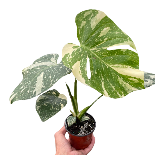 Thai Constellation Monstera