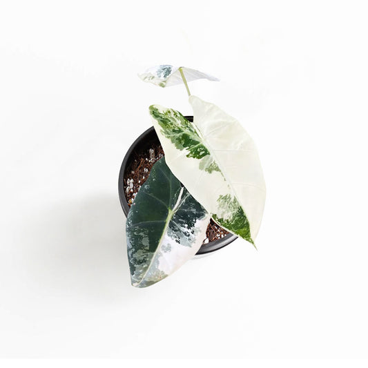 Variegated Alocasia Frydek