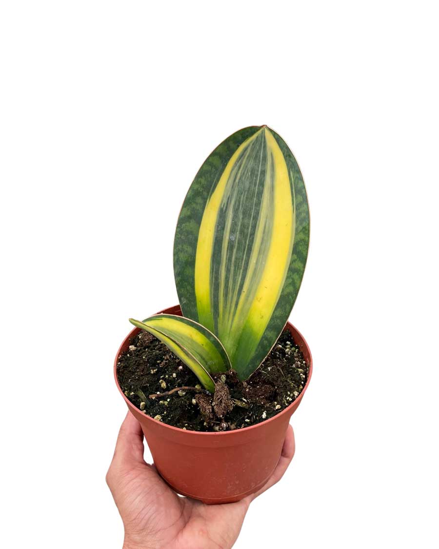 Whale Fin Snake Plant