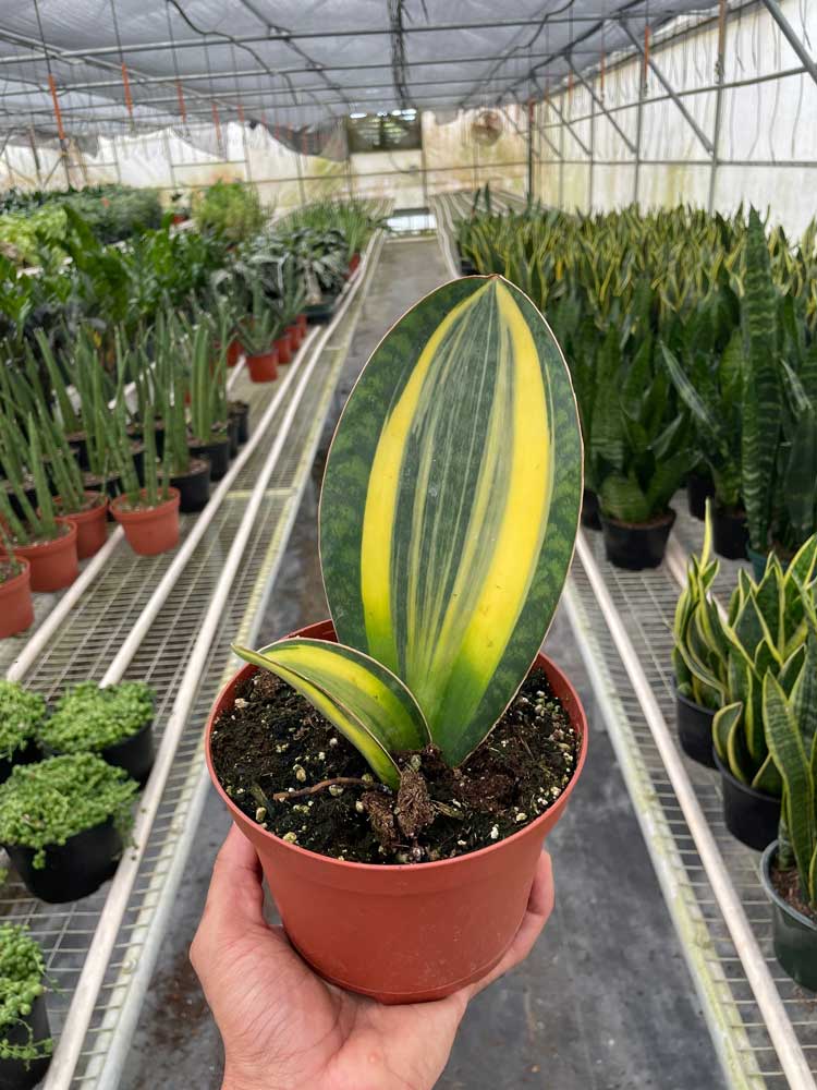 Buy Whale Fin Snake Plant