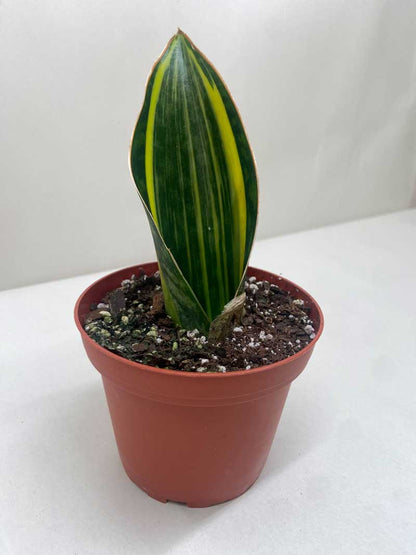 Buy Whale Fin Snake Plant Online