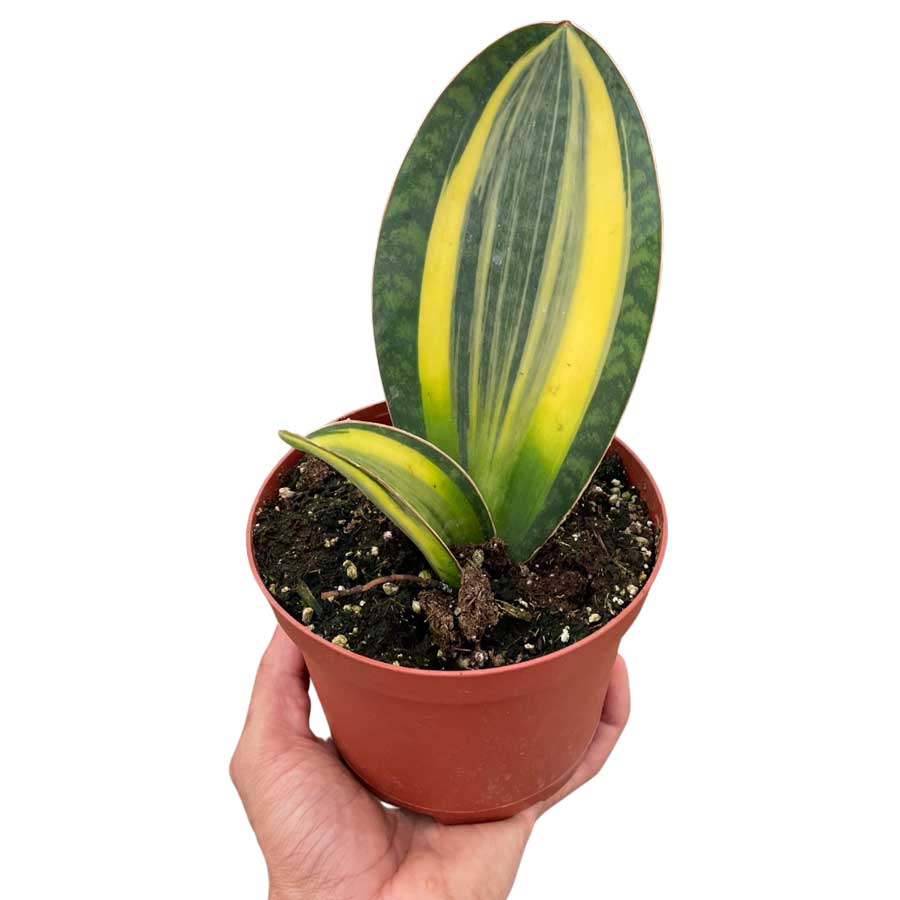 Whale Fin Snake Plant For Sale