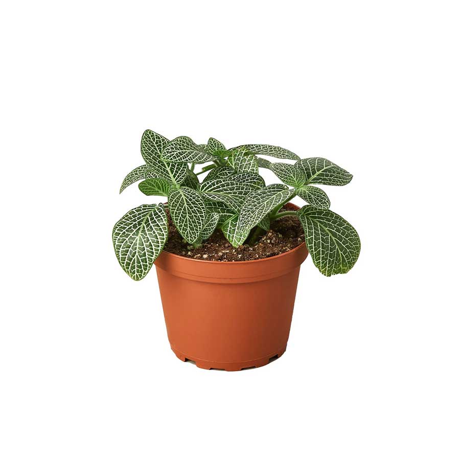 Rare Variegated Plants