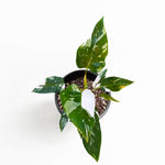 White Princess Philodendron