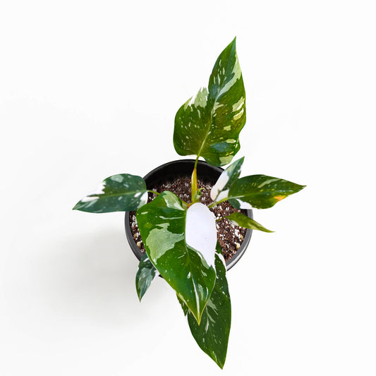 White Princess Philodendron