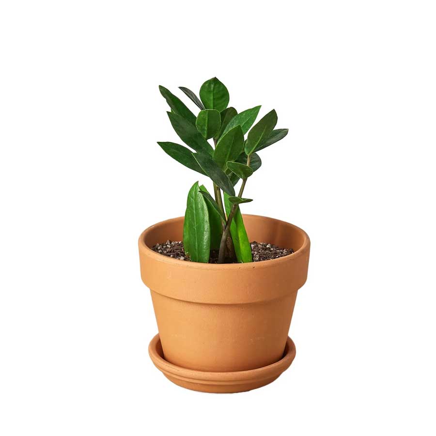 ZZ Plant For Sale