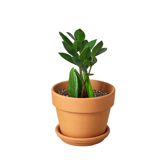 ZZ Plant For Sale