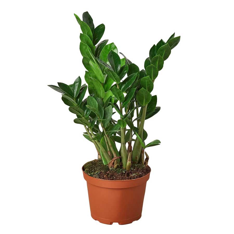 ZZ Plant