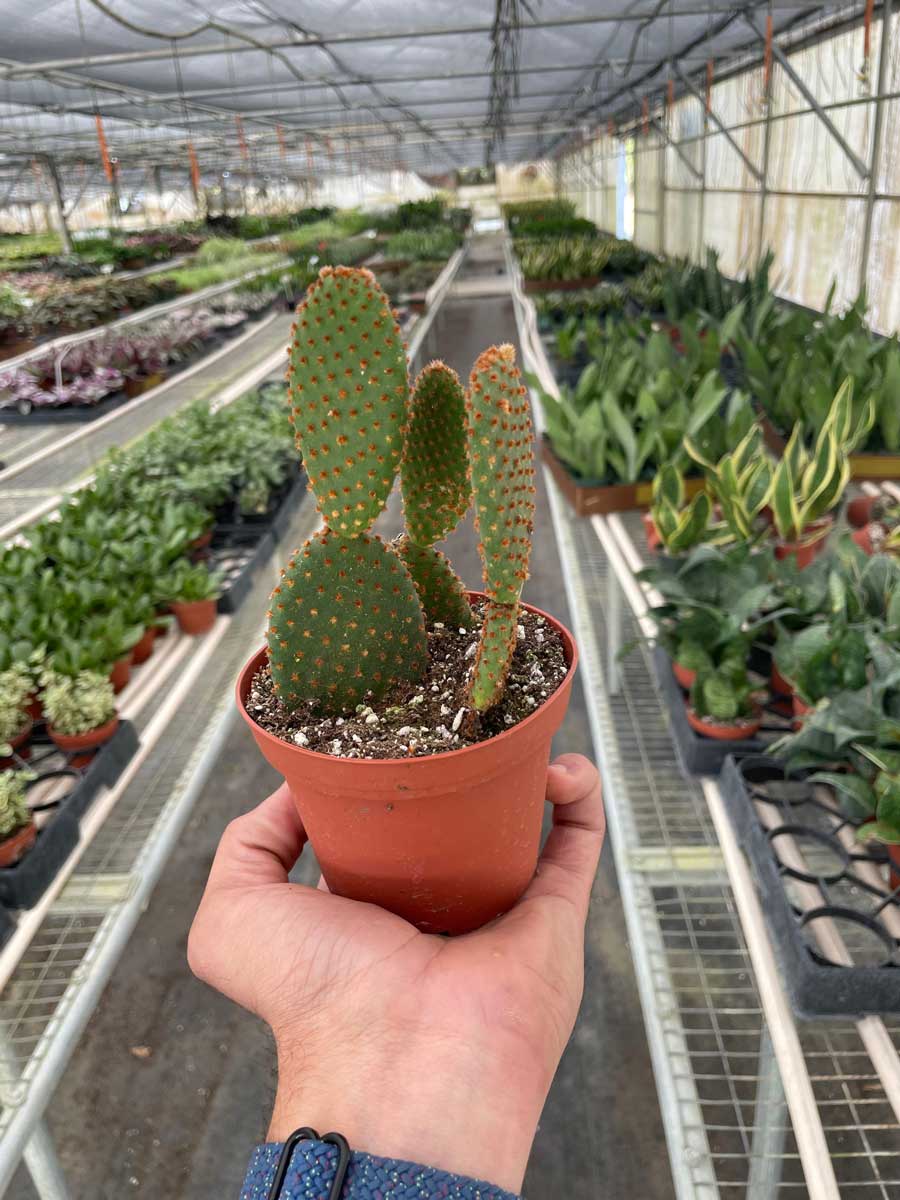 Bunny Ear Cactus For Sale