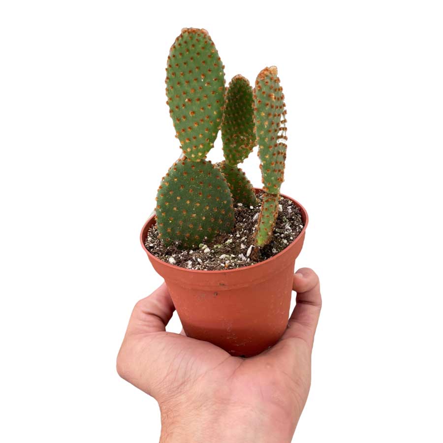 Bunny Ear Cactus