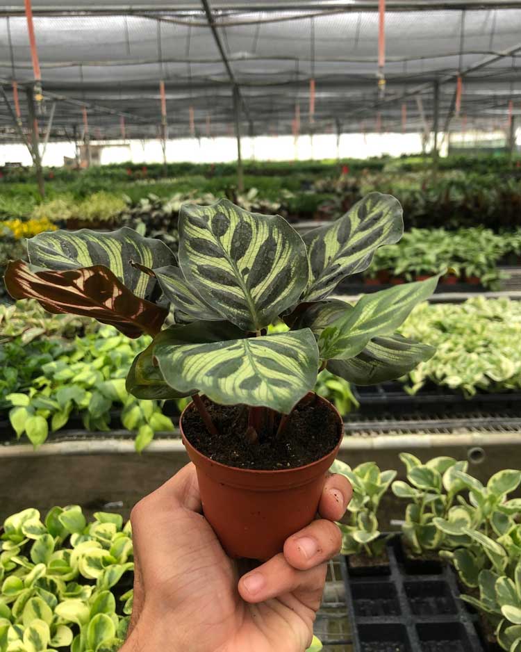 Buy Calathea Makoyana Online