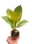 Buy Ficus Shivereana