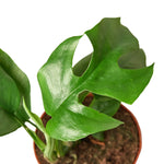 Mini Monstera