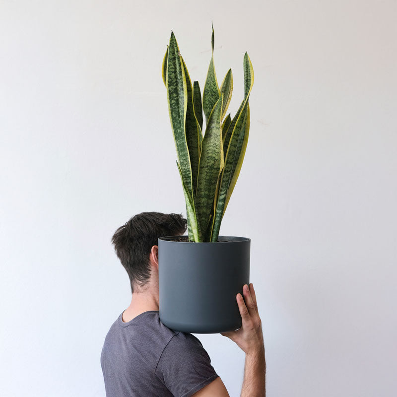 low light houseplants