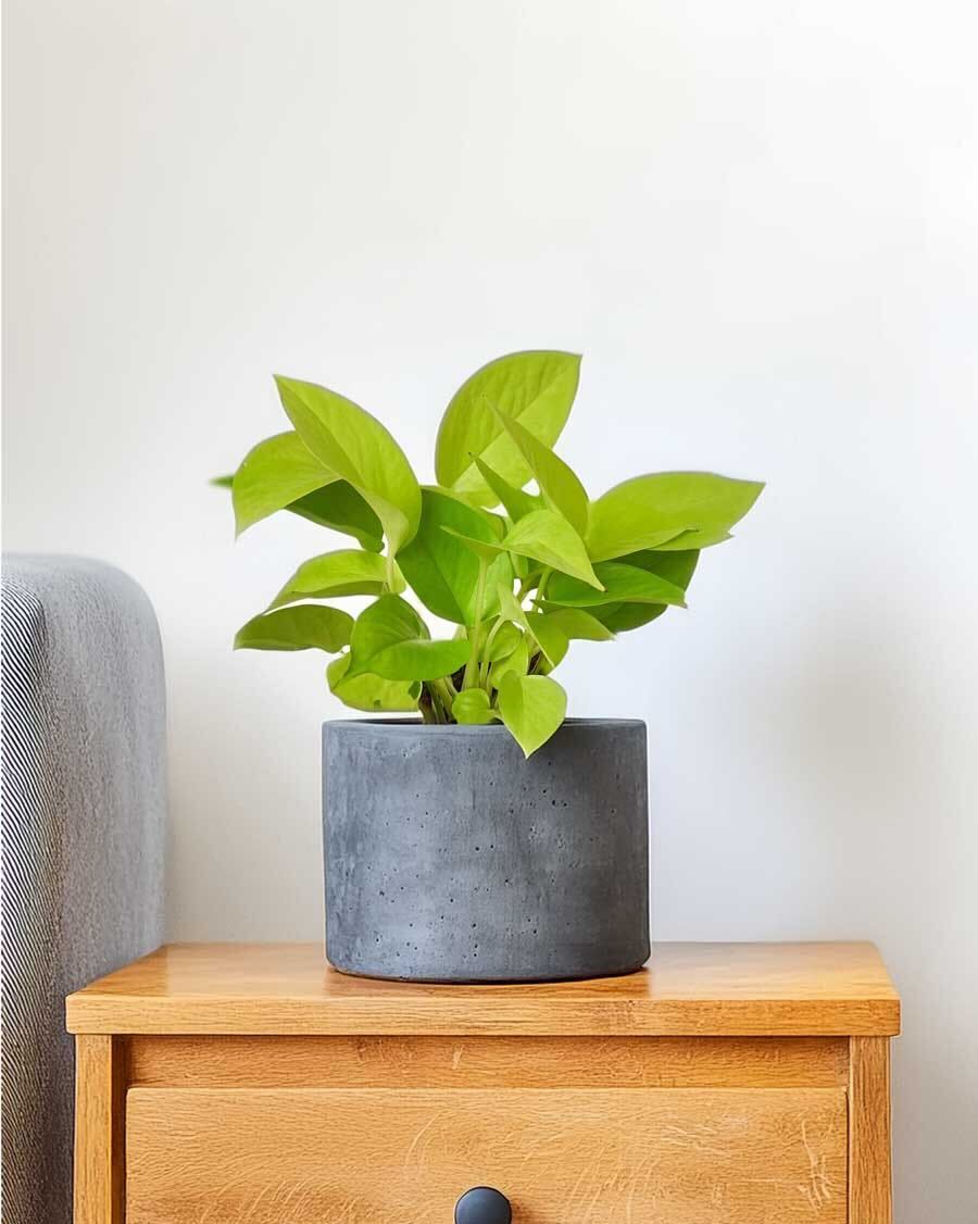 neon pothos plant