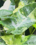 Alocasia Frydek Variegated
