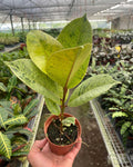 Shop Ficus Shivereana