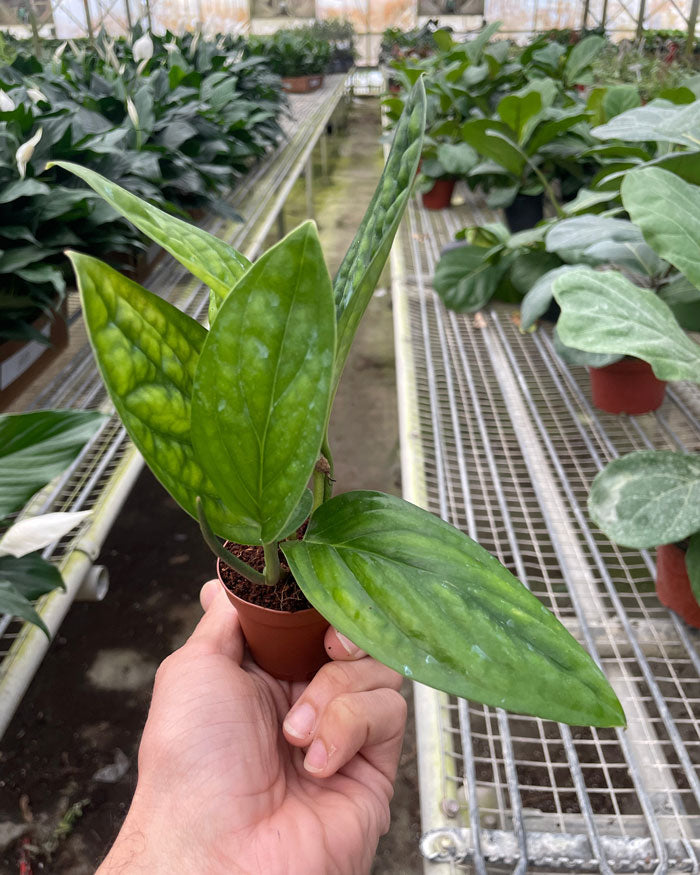 Monstera 'Peru'