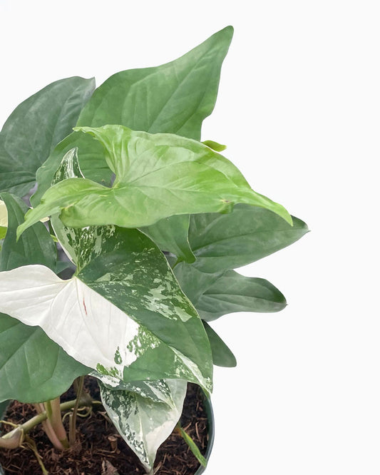 Syngonium Albo For Sale